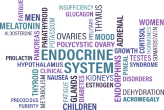 vektorbild Endokrines System